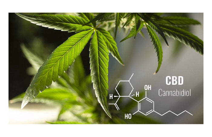 CBN versus CBD : les différences à connaître