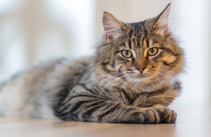 Como reduzir eficazmente o stress do meu gato