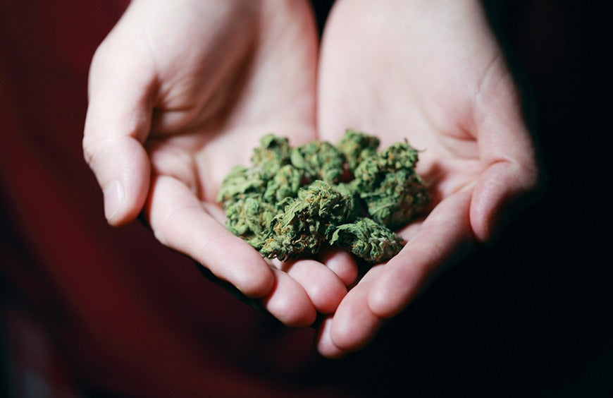 Terpenos e CBD: tudo o que precisa de saber
