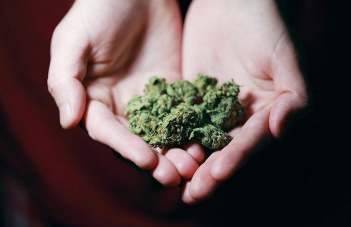 Terpenos y CBD: todo lo que necesitas saber