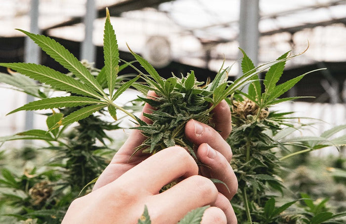 O Estado francês excede os seus poderes e proíbe a comercialização de flores de CBD