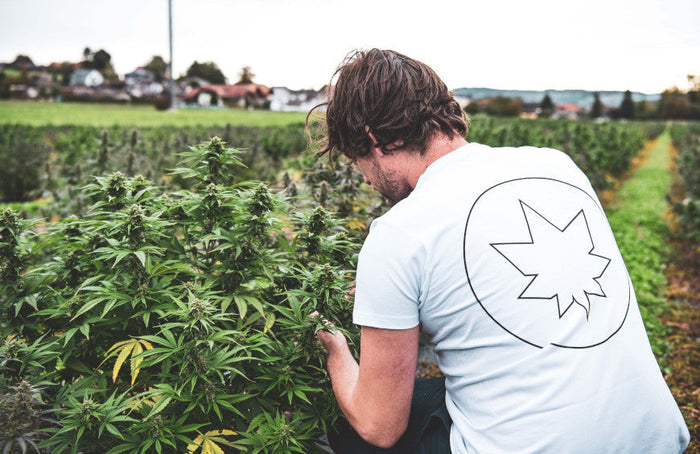 CBD : une filière en plein essor menacée