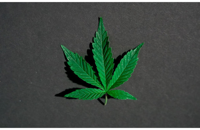 High Society sera présent au Salon du CBD à Marseille