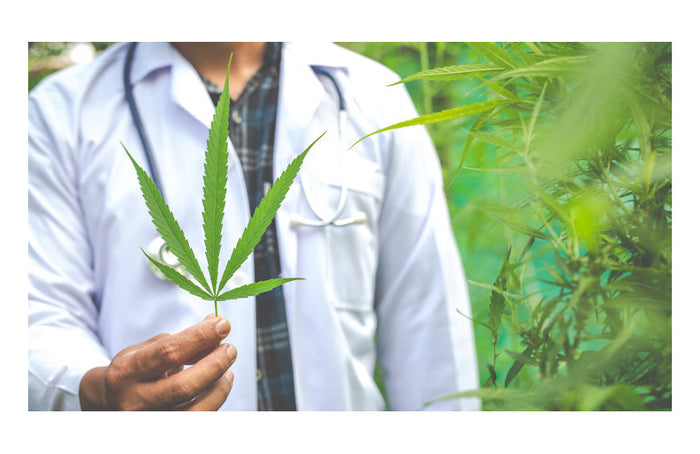 CBD e saúde: existem contraindicações?