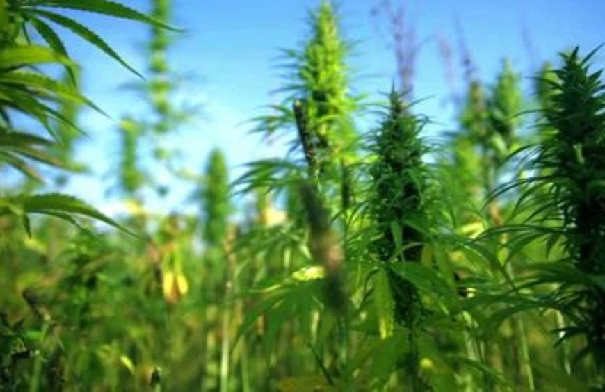 Aquecimento global e cannabis: a combinação vencedora