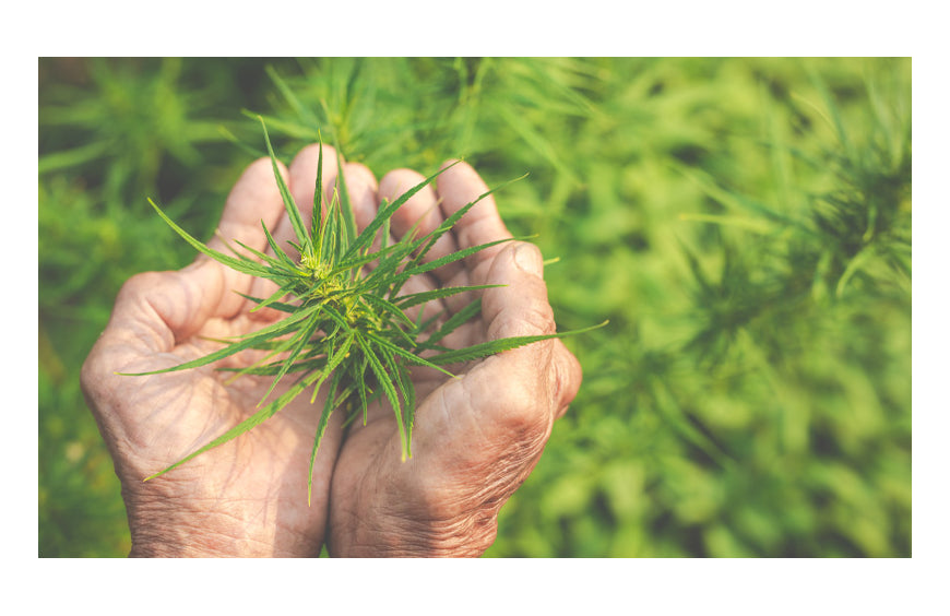 Cultivar CBD em casa: é legal ou não?
