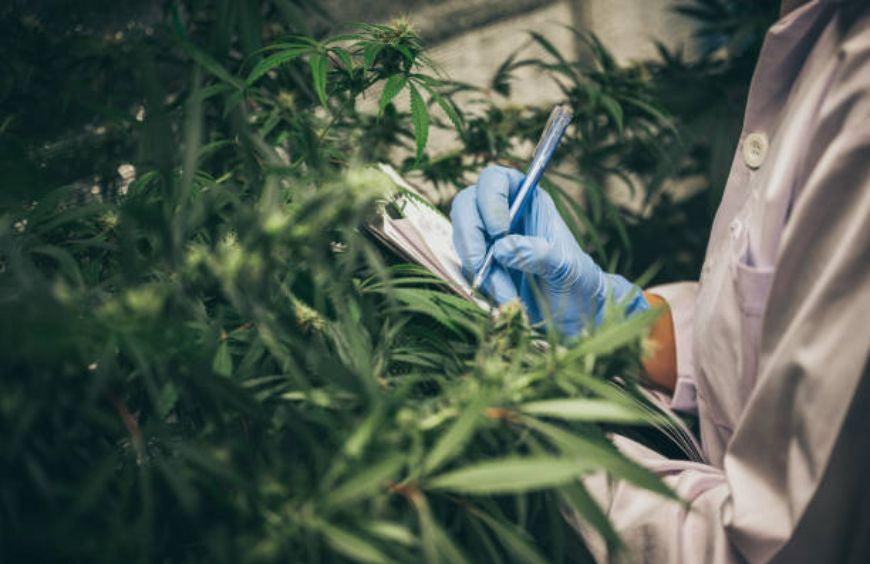 Como seguir carreira no setor do CBD?