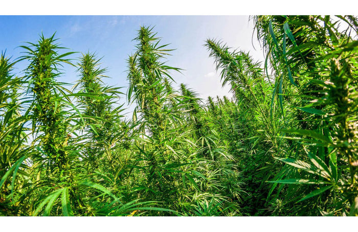 Comment devenir producteur de chanvre ?