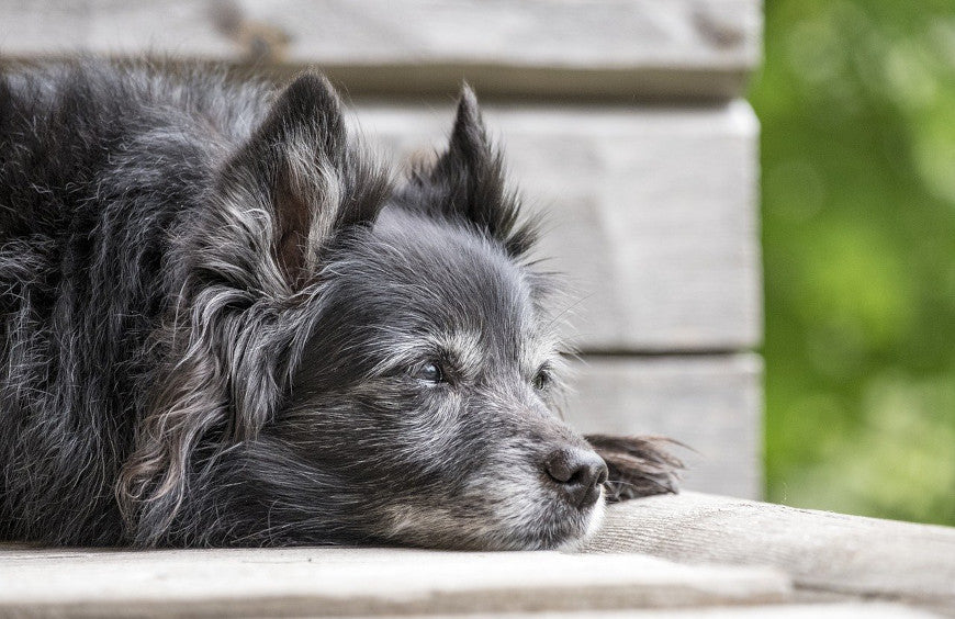 Aliviar a osteoartrite nos cães com óleo de CBD