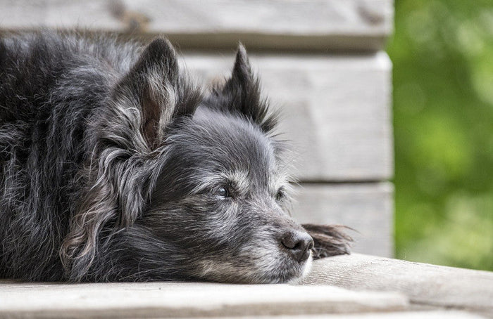 Aliviar a osteoartrite nos cães com óleo de CBD