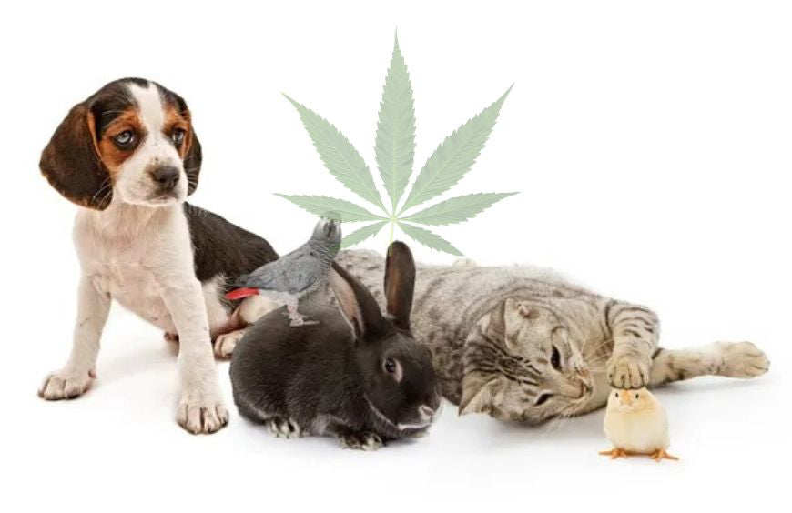 Todas as perguntas que se coloca antes de dar CBD ao seu animal