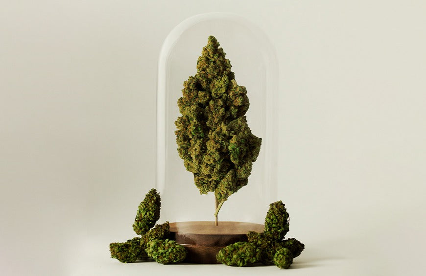 A High Society detém o recorde mundial da maior colheita de CBD!