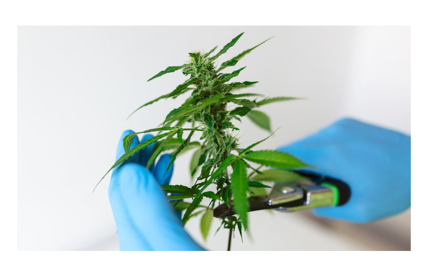 Indica vs. Sativa: as diferenças que deve conhecer