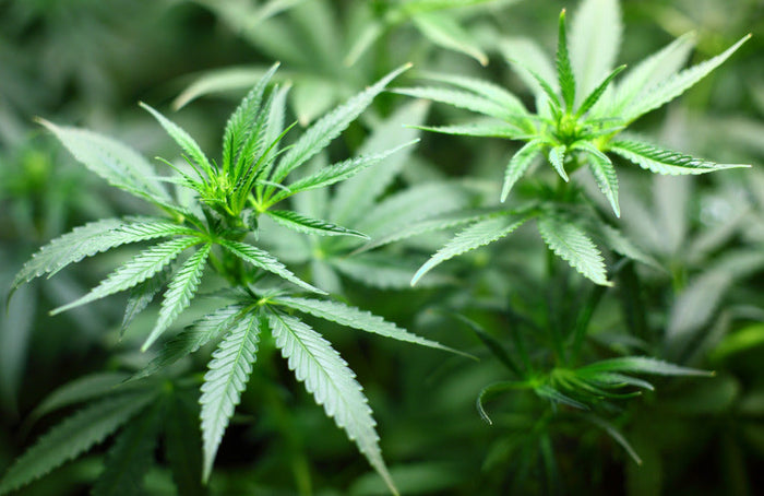 Métodos de extração do CBD a partir da planta do cânhamo