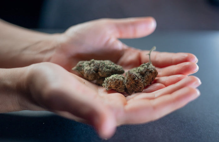 Os melhores critérios para escolher flores de CBD