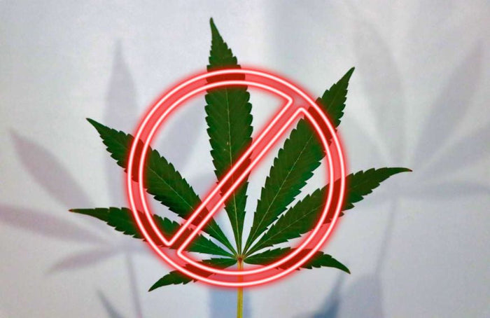 Quais são as contraindicações do CBD?