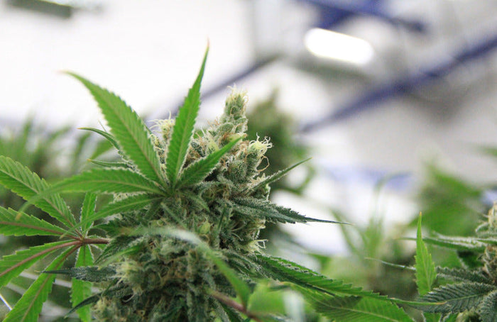 O Conselho de Estado legaliza as flores de CBD!