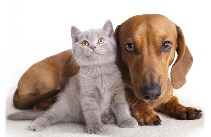 Posso dar CBD ao meu animal de estimação?