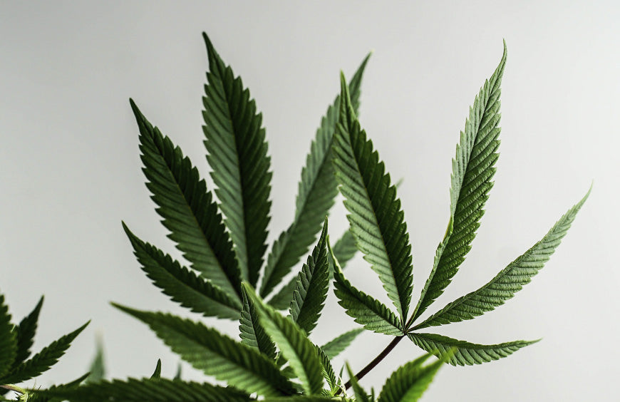 O destino das flores de CBD está nas mãos do Conselho de Estado