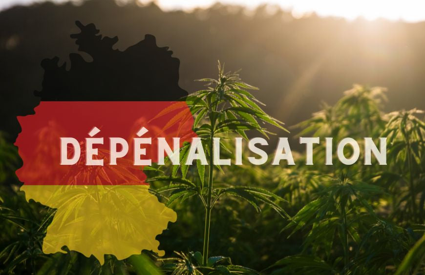 A Alemanha dá mais um passo em direção à legalização da cannabis