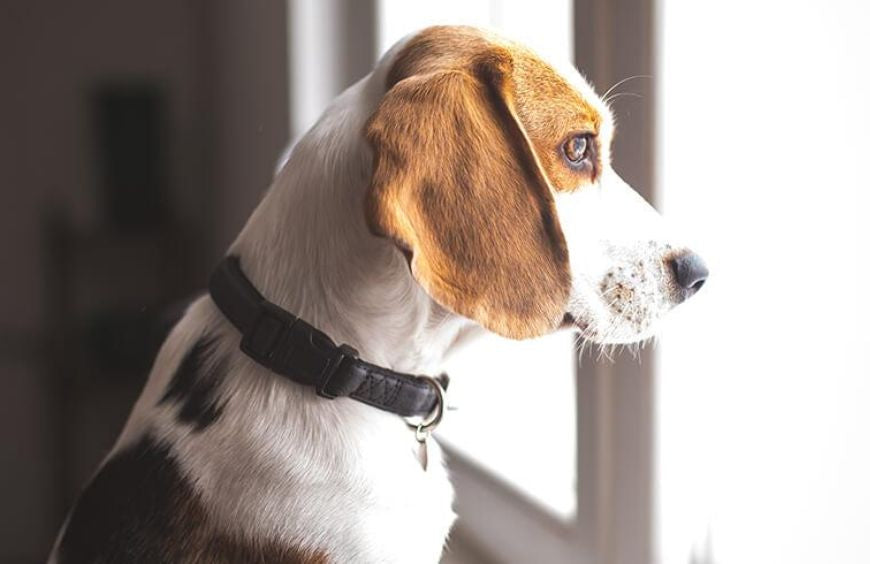 Estrés por separación en perros: ¿cuáles son las soluciones?