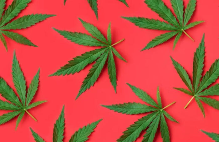 Les feuilles de chanvre auraient des vertus antioxydantes !