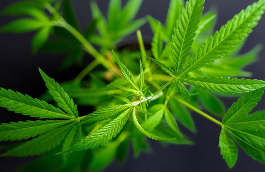 O que é a cannabis?