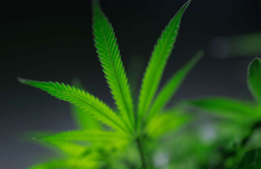 Cannabis in Europa: het laatste nieuws van het nieuwe seizoen