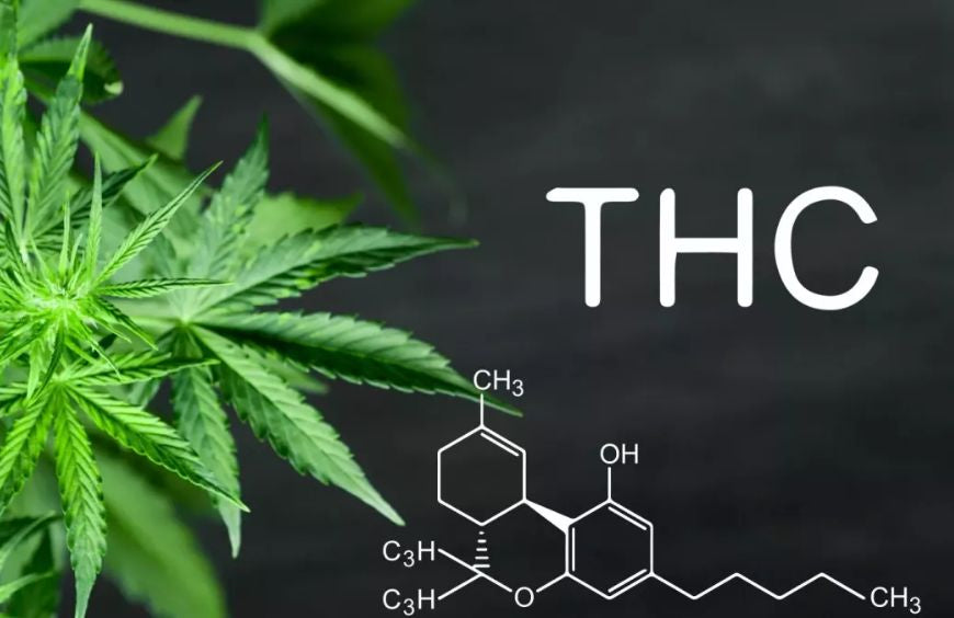 La molécule de THC à l'origine de l'addiction au cannabis ?