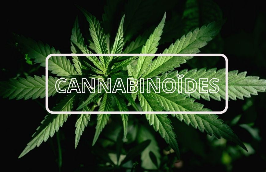 CBN, CBG, CBDA, CBGA, tout ce que vous devez savoir sur ces cannabinoïdes