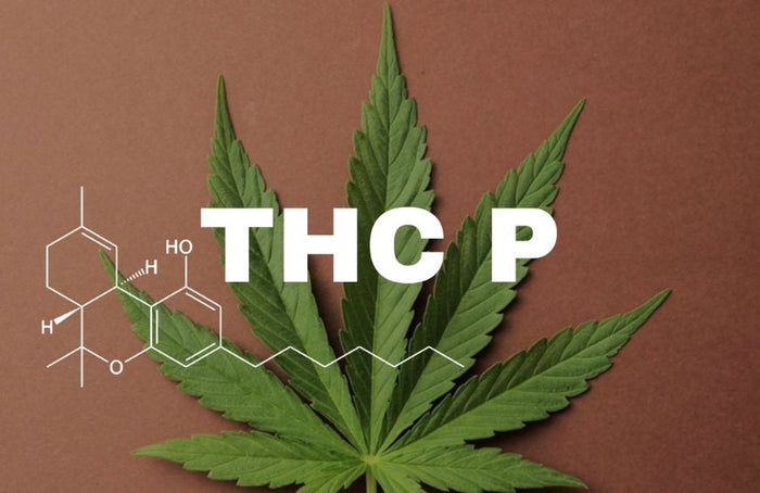 Qu'est ce que le THCP : bienfaits, risques…