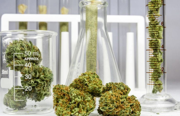 Qual é a diferença entre o CBDV e o CBD?