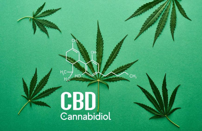 Le CBD sous les projecteurs : Comprendre son attrait croissant