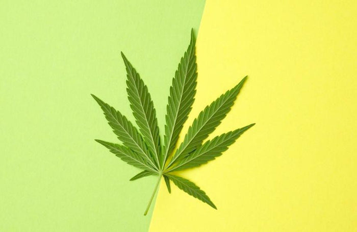 HHC e THC: quais são as diferenças?
