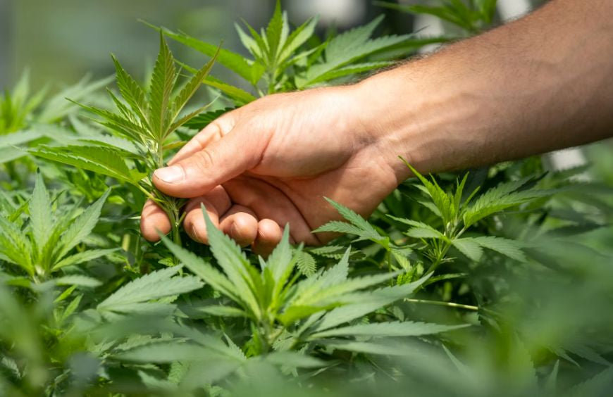 Como é que o CBD e o CBG podem melhorar a tomada de decisões e a resolução de problemas?