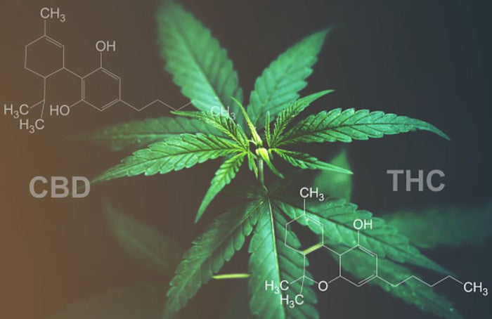 Qual é o CBD com maior teor de THC?