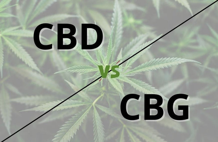 CBD ou CBG: qual escolher?