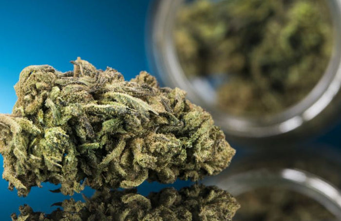 Sativa, Indica ou híbrida: quais são as diferenças?