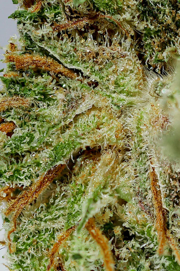 Alien Kush CBD