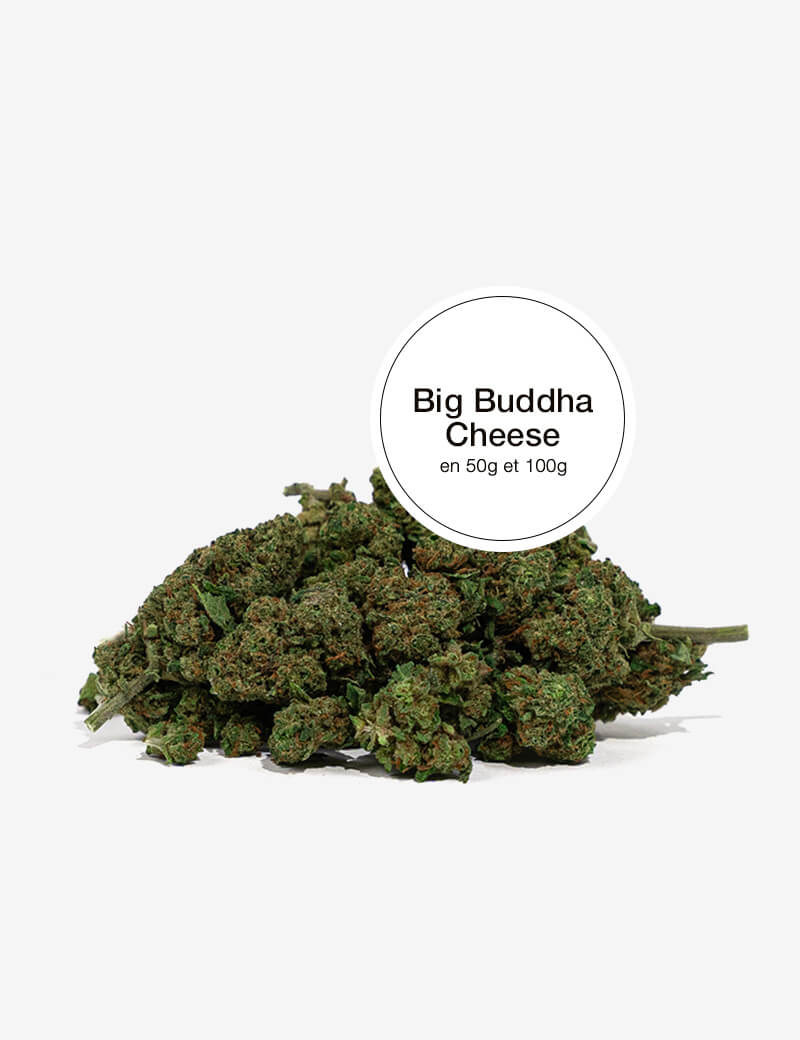 Big Buddha Cheese CBD