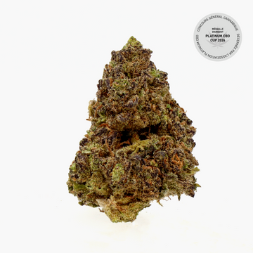 Blueberry Muffin CBD